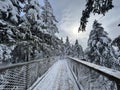 Frozen bridge over woods