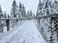 Frozen bridge over woods