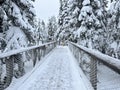 Frozen bridge over woods