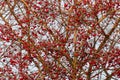 Frozen brier on tree with sky Royalty Free Stock Photo