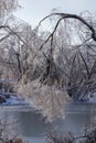 Frozen broken tree branches covered by ice after an ice storm