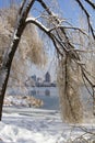 Frozen broken tree branches covered by ice after an ice storm