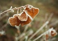 Frozen brown autumn leaves covered with frost closeup Royalty Free Stock Photo