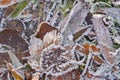 frozen brown leafs with ice crystals Royalty Free Stock Photo