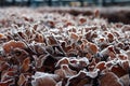 Frozen brown leaves with ice on it of a beech hedge Royalty Free Stock Photo