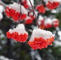 Brunches of rowan berries under snow