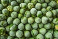 frozen brussels sprouts background closeup Royalty Free Stock Photo