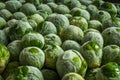 frozen brussels sprouts background closeup Royalty Free Stock Photo
