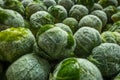 frozen brussels sprouts background closeup Royalty Free Stock Photo