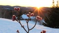 Frozen buds sunrise mountain winter landscape Royalty Free Stock Photo