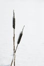 Frozen Bullrush