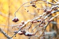 Frozen bunches of ashberries in winter Royalty Free Stock Photo