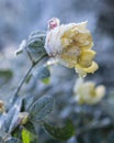 frozen white frost flower on a blue background Royalty Free Stock Photo