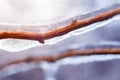 Frozen bush branch during winter with thick layer of ice covering branches