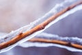 Frozen bush branch during winter with thick layer of ice covering branches