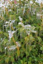 Frozen Bushes Royalty Free Stock Photo