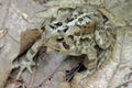 Frozen and Camouflaged Fowler`s Toad