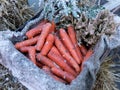 Frozen carrots in a wooden crate in winter time