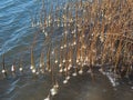 Frozen Cattails in Cold Water Royalty Free Stock Photo