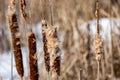 Frozen Cattails In Winter Marshes