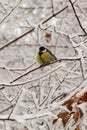 Frozen yellow Caucasian titmouse sitting in snowy tree branches