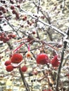 Frozen cherries on the trees Royalty Free Stock Photo