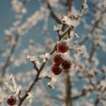 Frozen cherries Royalty Free Stock Photo