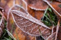 Frozen cherry leaves on the grass covered with frost Royalty Free Stock Photo