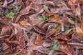 Frozen cherry leaves on the grass covered with frost Royalty Free Stock Photo