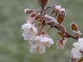 Frozen cherry tree in bloom, frost in the growing season, flowers damaged