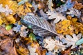 A frozen chestnut tree dead leaf lying on the ground Royalty Free Stock Photo