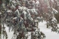 Frozen Christmas tree brances covered by snow