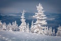 Frozen Christmas tree. Splendid morning scene of Carpathian mountains.