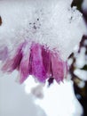 Frozen chrysanthemum flower