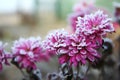 Frozen chrysanthemum flowers in the garden. pink flowers are covered with frost