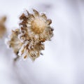 Frozen chrysanthemum