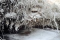 Frozen clay roots of a tree Royalty Free Stock Photo