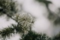 Frozen close up pine tree branch