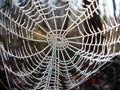 Frozen Cobweb Royalty Free Stock Photo