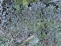 Frozen cobweb iced morning dew over forest floor in frosty autumn morning in macro view Royalty Free Stock Photo