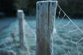 Frozen cobwebs or spider webs on a fence post on a frosty morning Royalty Free Stock Photo