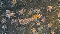 Frozen colorful fallen leaves under first snow on asphalt path in autumn. Royalty Free Stock Photo