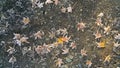 Frozen colorful fallen leaves under first snow on asphalt path in autumn. Royalty Free Stock Photo