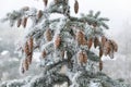 Frozen cones and branches of spruce tree in winter