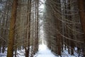 Frozen coniferous branches of spruce trees in the snow. Spruce forest. Smooth alleys. There are traces of forest animals