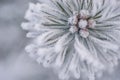 Frozen coniferous branches in white winter. Winter background with coniferous needles