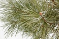 Frozen coniferous pine branch