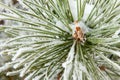 Frozen coniferous pine branch