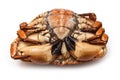 Frozen cooked brown crab