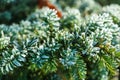 Frozen and covered with frost pine tree branch on an early winter morning, close up view Royalty Free Stock Photo